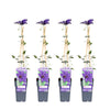 4x Clematis – Clematis 'The President' – ↕ 65 cm – Ø 15 cm