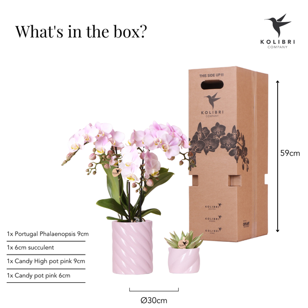 Pflanzenset Valentinstag 'Candy' – Phalaenopsis Orchidee Portugal rosa & Sukkulente – inkl. Keramik-Dekotöpfe