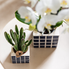Nachtfalterorchidee weiß – Phalaenopsis Orchidee – Amabilis – ↕ ca. 35–45 cm – Ø 9 cm | Mosa-Ziertopf Blau