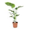 Strelitzia Nicolai - ↕ 90 cm - Ø 21 cm