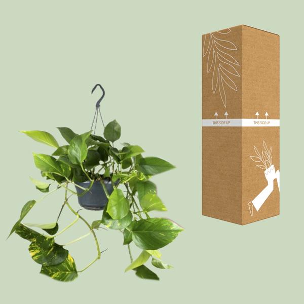 Efeutute - Epipremnum Aureum - ↕ 25 cm - Ø 15 cm