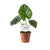 Pfeilblatt – Alocasia Lukiwan – ↕ 20 cm – Ø 12 cm