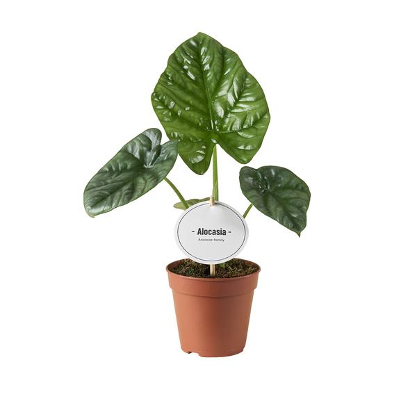 Pfeilblatt – Alocasia Lukiwan – ↕ 20 cm – Ø 12 cm