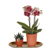 Nachtfalterorchidee & Rhipsalis - ↕ ca. 35 cm - Ø 9 cm | 2er-Set in Gelb-Rot auf Goldtablett