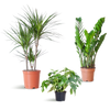 3x Zimmerpflanzen für halbschattige Standorte - Monstera Minima, Glücksfeder & Drachenbaum - ↕ 25–95 cm - Ø 12–21 cm