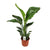 Strelitzia Nicolai - ↕ 70 cm - Ø 17 cm - V2