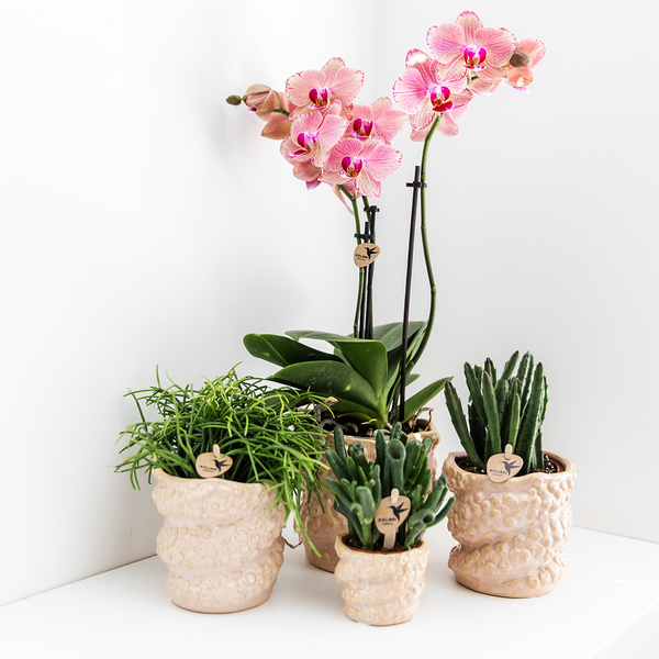 Nachtfalterorchidee - 2x Phalaenopsis rosa - KOMBI ANGEBOT - Ø 12 cm