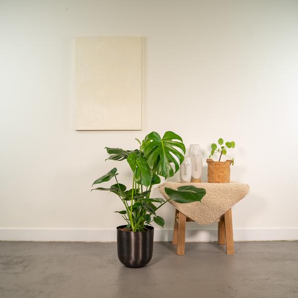 Fensterblatt - Monstera Deliciosa - ↕ 80 cm - Ø 21 cm