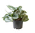 Philodendron Scandens Pictus - ↕ 22 cm - Ø 12 cm