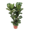 Geigen-Feige - Ficus Lyrata - ↕ 100 cm - Ø 27 cm