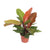 Philodendron – Prince of Orange – ↕ 45 cm – Ø 17 cm