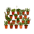20x Sukkulenten - Mix – ↕ 7 cm – Ø 5,5 cm