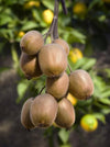 Kiwi – Actinidia deliciosa Jenny – ↕ 45 cm – Ø 13 cm