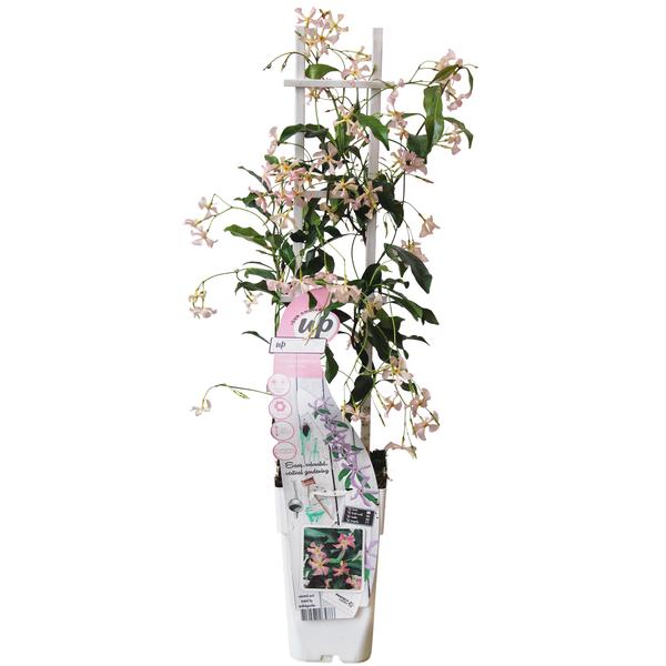 Jasmin