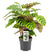 Korbmaranthe - Calathea Makoyana - ↕ 45 cm - Ø 14 cm