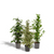 Ficus-Set: Benjamina Danielle, Benjamina Twilight & Microcarpa Moclame - ↕ 95 cm - Ø 21 cm