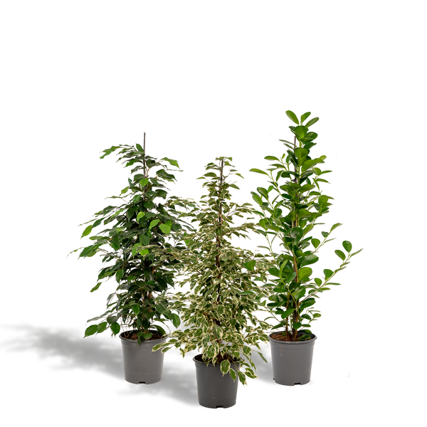 Ficus-Set: Benjamina Danielle, Benjamina Twilight & Microcarpa Moclame - ↕ 95 cm - Ø 21 cm