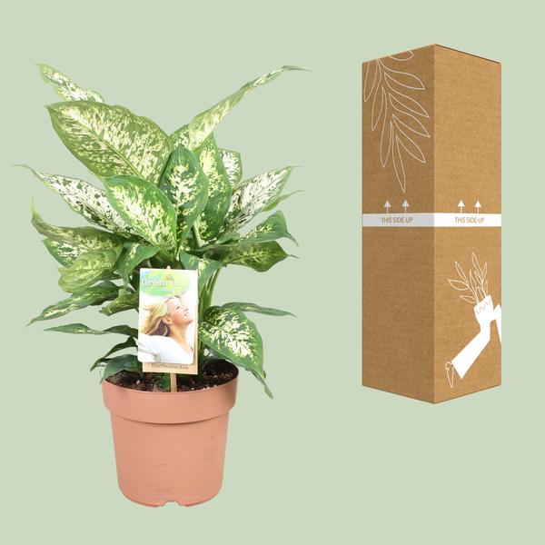 Dieffenbachie – Dieffenbachia Compacta – ↕ 45 cm – Ø 17 cm