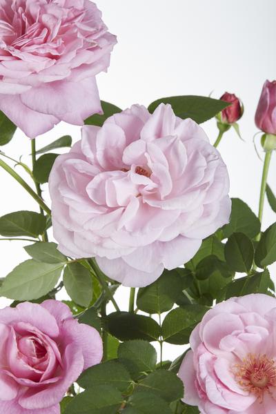 Rose - Rosa Crazy in Love Pink – ↕ 65 cm – Ø 15 cm