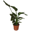 Baumstrelitzie – Strelitzia nicolai