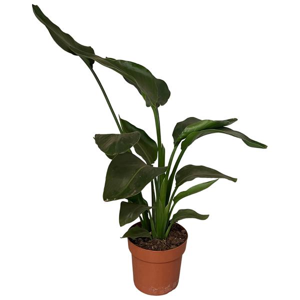 Baumstrelitzie – Strelitzia nicolai