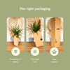 Pflanzkasten Easy Plant – 4x Zimmerpflanzen – ↕ ca. 30–60 cm – Ø 14–17 cm