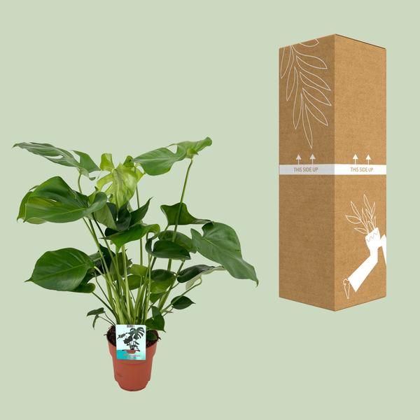 Fensterblatt - Monstera Deliciosa - ↕ 60 cm - Ø 19 cm