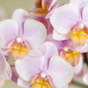 Pflanzenset Valentinstag 'Gradience Pink' – Phalaenopsis Orchidee Andorra rosa & Sukkulente – inkl. Keramik-Dekotöpfe