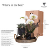 Nachtfalterorchidee - Phalaenopsis - ↕ ca. 40 cm - Ø 9 cm | 3er-Set Home Hub inkl. schwarzer Keramik-Ziertöpfe