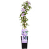 Clematis Justa – ↕ 65 cm – Ø 15 cm