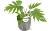 Philodendron Mayoi – ↕ 35 cm – Ø 15 cm | Natan Übertopf Grau – ↕ 15 cm – Ø 17 cm
