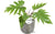 Philodendron Mayoi – ↕ 35 cm – Ø 15 cm | Natan Übertopf Grau – ↕ 15 cm – Ø 17 cm