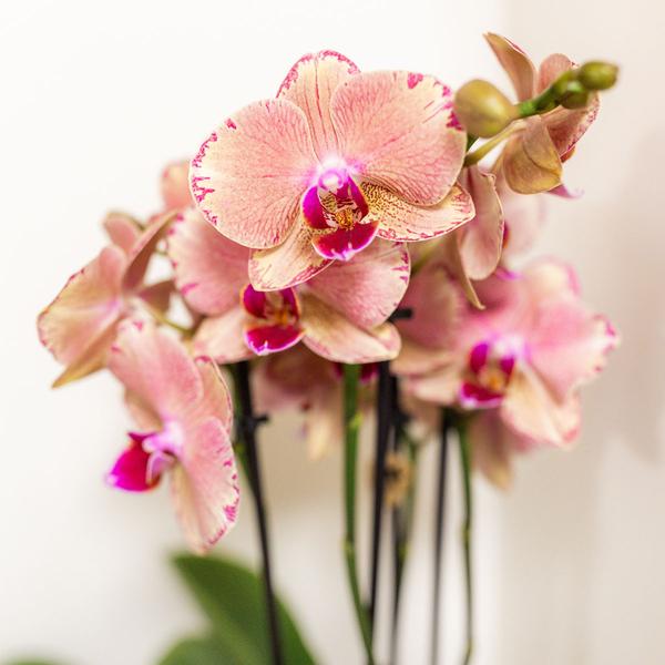 Orchideen - Überraschungsbox Mix - mit 4 verschiedenen Orchideen