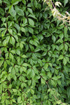 4x Wilder Wein – Parthenocissus quinquefolia Engelmannii – ↕ 65 cm – Ø 15 cm