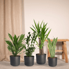 Pflanzkasten Easy Plant – 4x Zimmerpflanzen – ↕ ca. 30–60 cm – Ø 14–17 cm
