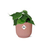 Philodendron Scandens - ↕ ca. 20 cm - Ø 14 cm | ELHO Vibes Fold Übertopf rosa
