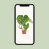 Philodendron Plowmanii - ↕ 50 cm - Ø 15 cm