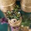 Nachtfalterorchidee - Phalaenopsis - ↕ 25 cm - Ø 12 cm | 2er-Set Groove gold inkl. goldener Keramik-Ziertöpfe