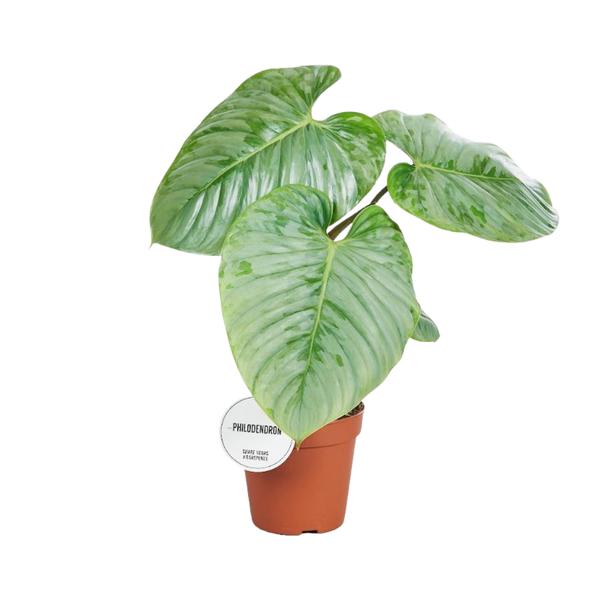 Philodendron Sodiroi - ↕ 45 cm - Ø 15 cm