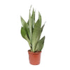Bogenhanf ‚Moonshine' – Sansevieria trifasciata