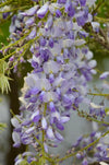 Blauregen – Wisteria sinensis Caroline – ↕ 65 cm – Ø 15 cm