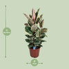 Gummibaum - Ficus Elastica Tineke - ↕ 85 cm - Ø 27 cm