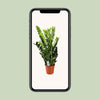 Glücksfeder - Zamioculcas Zamiifolia - ↕ 95 cm - Ø 21 cm
