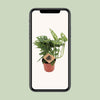 Fensterblatt - Monstera Monkey - ↕ 30 cm - Ø 12 cm
