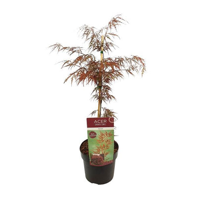 Fächerahorn ‚Garnet' – Acer palmatum