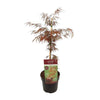Fächerahorn – Acer palmatum Garnet – ↕ 40 cm – Ø 19 cm