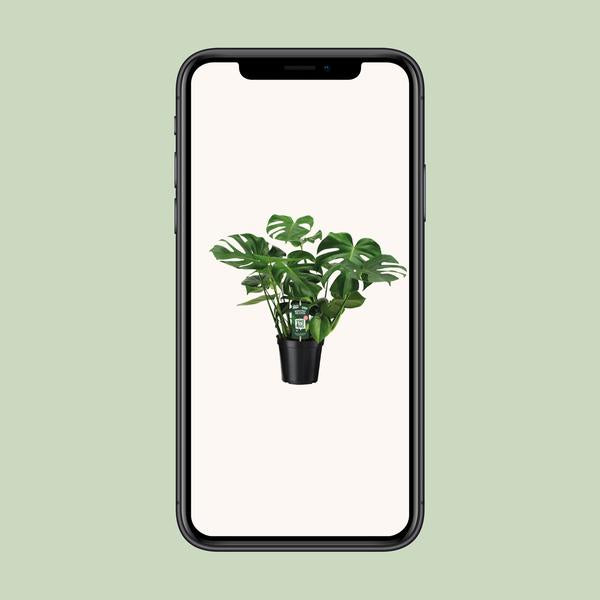 Fensterblatt - Monstera Deliciosa - ↕ 65 cm - Ø 21 cm