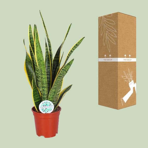 Bogenhanf - Sansevieria Trifasciata Laurentii - ↕ 60 cm - Ø 17 cm