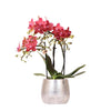 Nachtfalterorchidee rot – Phalaenopsis Orchidee – Congo – ↕ ca. 35–45 cm – Ø 9 cm | Elite-Topf Silber