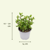 4x Gartenkräutermischung – ↕ 18 cm – Ø 14 cm